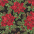 Timeless Treasures Fabrics Deck The Halls Christmas Poinsettia Black, scan