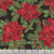 Timeless Treasures Fabrics Deck The Halls Christmas Poinsettia Black, ruler